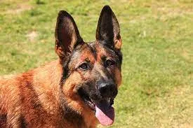 Belgian Shepherds