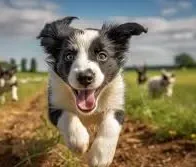  Border Collie 