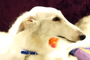 Borzoi