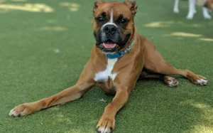 Boxer