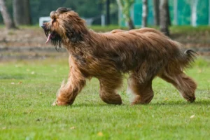 
Briard
