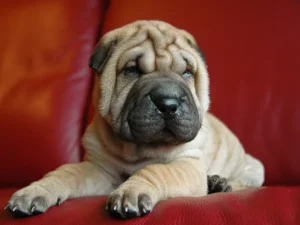 Chinese Shar-Pei