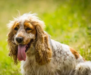 Cocker Spaniel