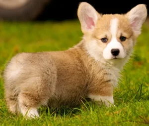 Corgi