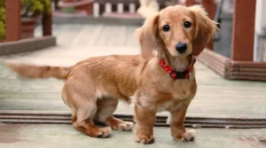 Dachshund