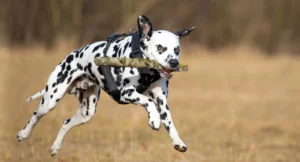 Dalmatian
