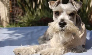 Dandie Dinmont Terrier