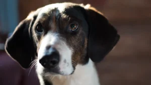 Danish-Swedish Farmdog