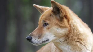 Dingo