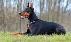 Doberman Pinscher