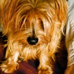 Dog Breeds Starting with N