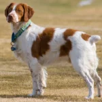 Dog Breeds That Start with A