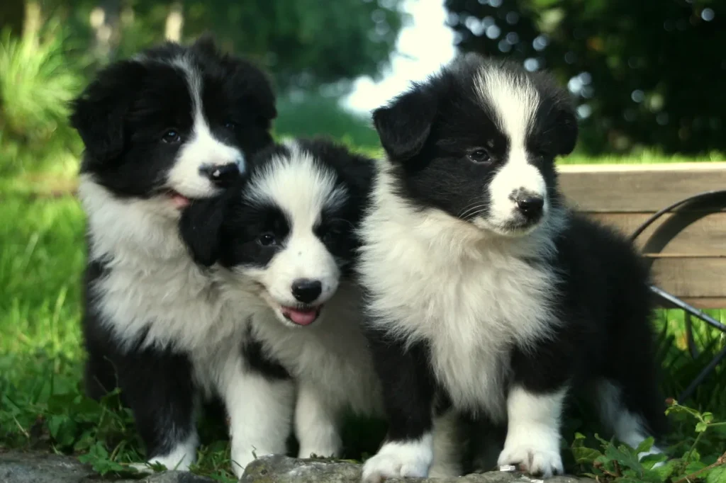 Dog Breeds That Start with C