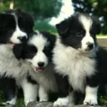 Dog Breeds That Start with C