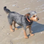 Dog Breeds that Start with J