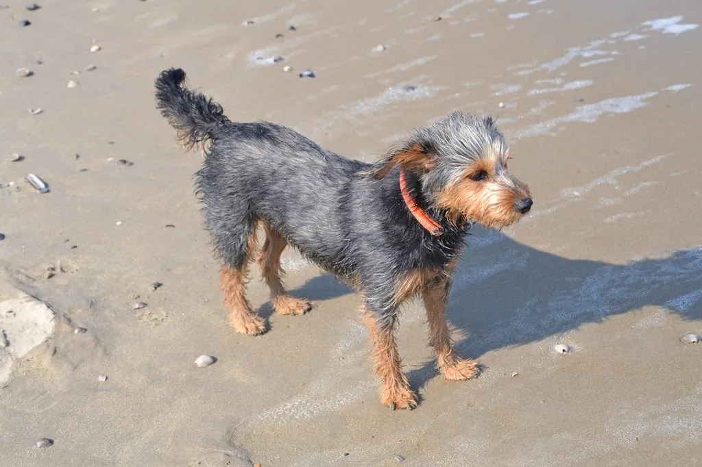 Dog Breeds that Start with J