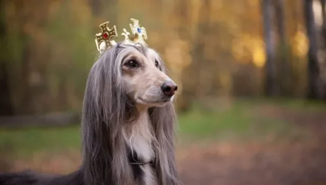 Dog Breeds that Start with Q