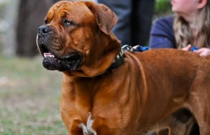 Dogue de Bordeaux