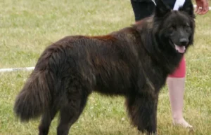 Dutch Shepherd