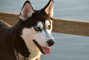 East Siberian Laika