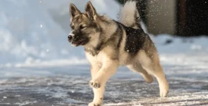 Elkhound (Norwegian Elkhound)