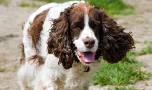 English Springer Spaniel