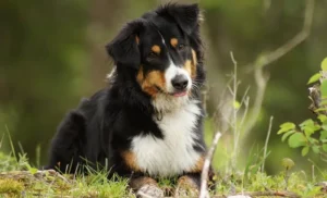 Entlebucher Mountain Dog