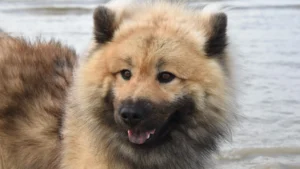 Eurasier