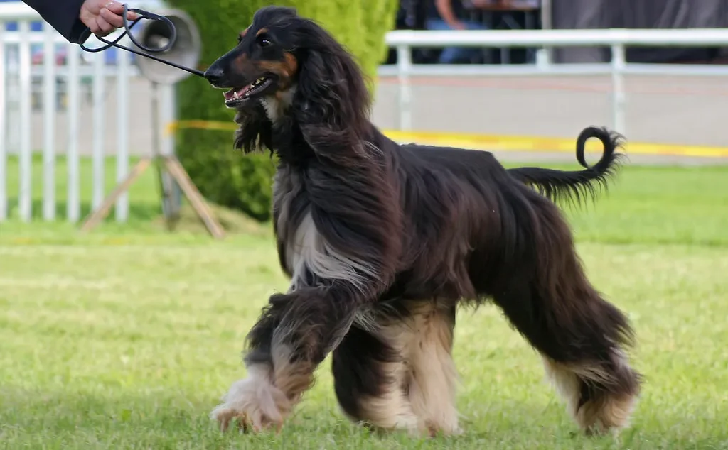 Hound (Afghan Hound)
