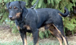 Jagdterrier