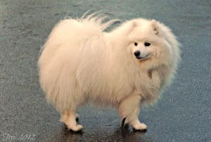 Japanese Spitz