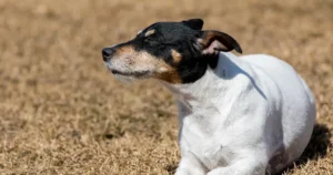 Japanese Terrier