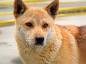 Jindo