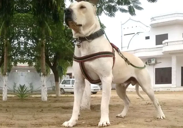 Pakistani Dog Breeds