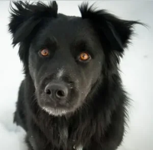 Quasar Collie