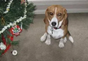Questing Beagle