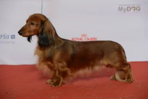 Quicksilver Dachshund