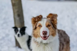 Quickwit Shepherd