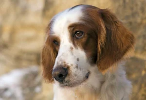 Quinoa Setter