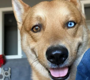 Quokka Retriever
