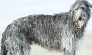 Scottish Deerhound