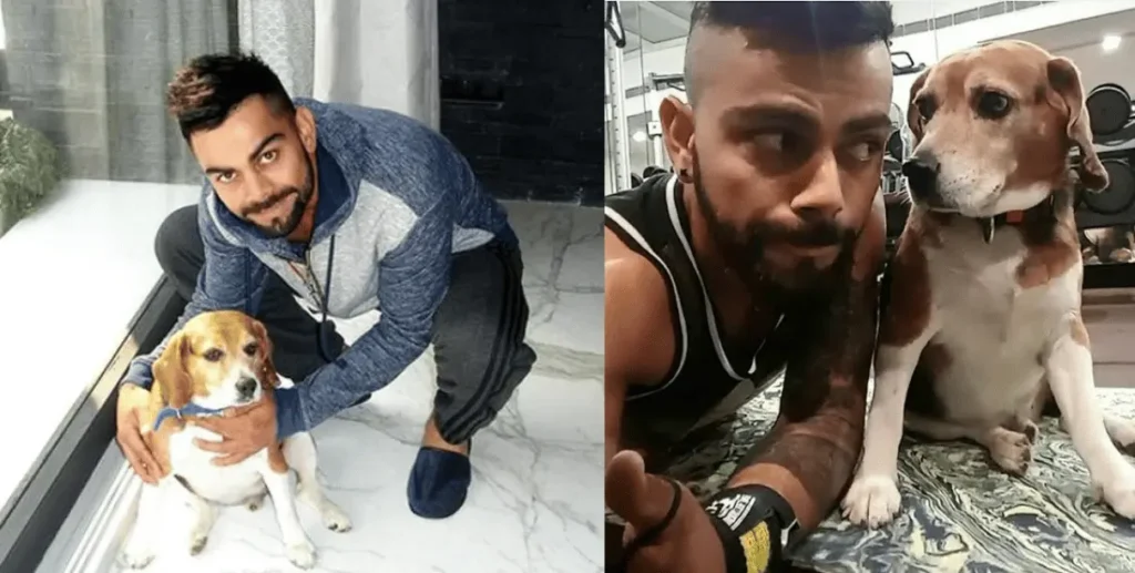 Virat Kohli Dog Breed