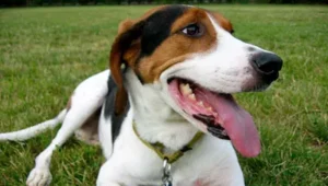 Walker Hound