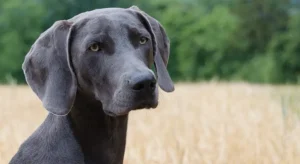 Weimaraner