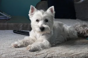 West Highland White Terrier