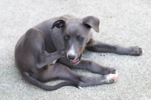 Whippet
