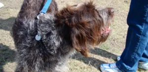 Wirehaired Pointing Griffon