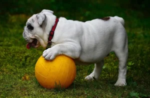 Bulldog