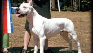 Dogo Argentino