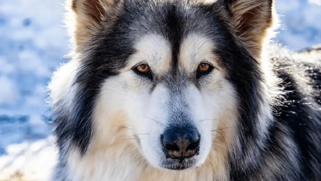 Black and White Alaskan Malamute